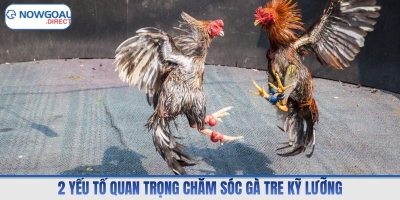 2 yếu tố quan trọng  chăm sóc gà tre kỹ lưỡng