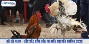 Đá Gà Peru – Đặc Sắc Văn Hóa Thi Đấu Truyền Thống 2026