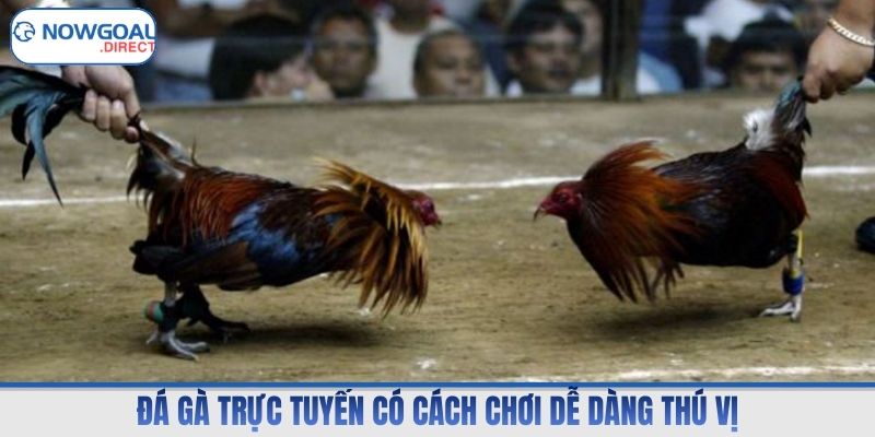 Đá gà trực tuyến có cách chơi dễ dàng thú vị
