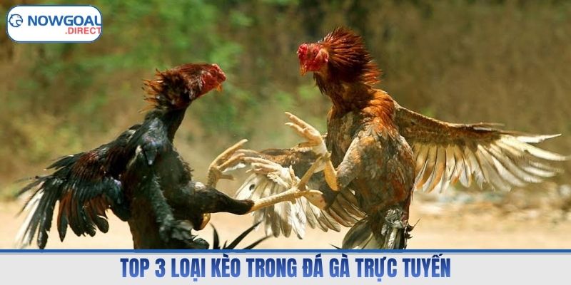 Top 3 loại kèo trong đá gà trực tuyến